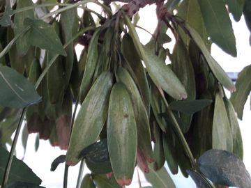 Frassino in un parco:  Fraxinus ornus